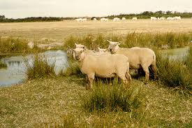 Soutenons les éleveurs vendéens contre la fermeture de l'abattoir de Challans