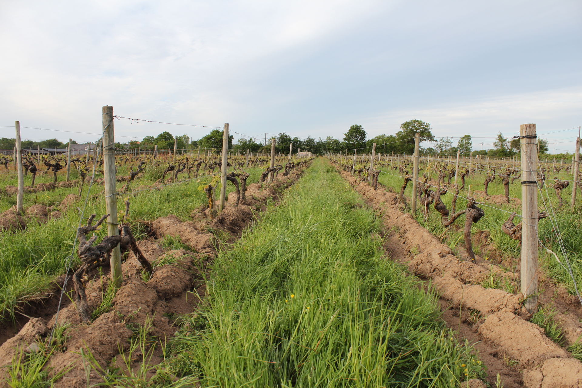 Cave - Les vignes de l'atrie